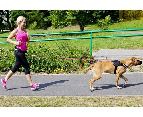 Dingo Belt for Running with Dog, 4 variants