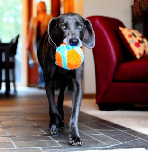 Chuckit! Indoor Ball Dog Toy