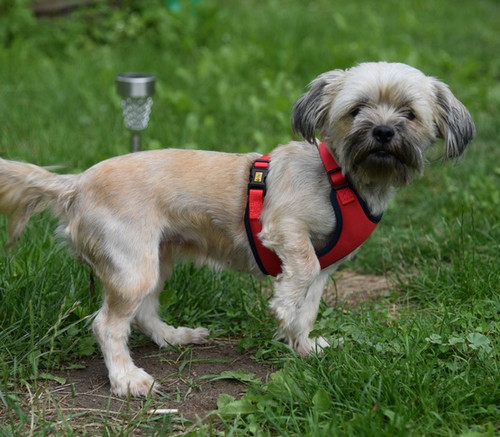 Dingo Anti-Pressure Dog Harness with Adjustment S, red