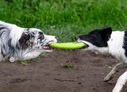 Kiwi Walker Let's Play Dog Toy Frisbee Mini, pink