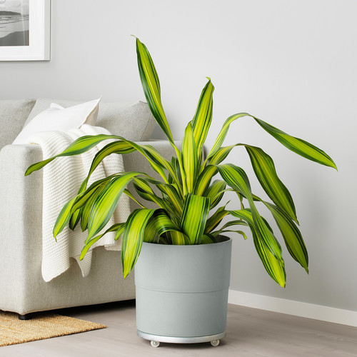 NYPON Plant pot, indoor/outdoor, grey, 32 cm