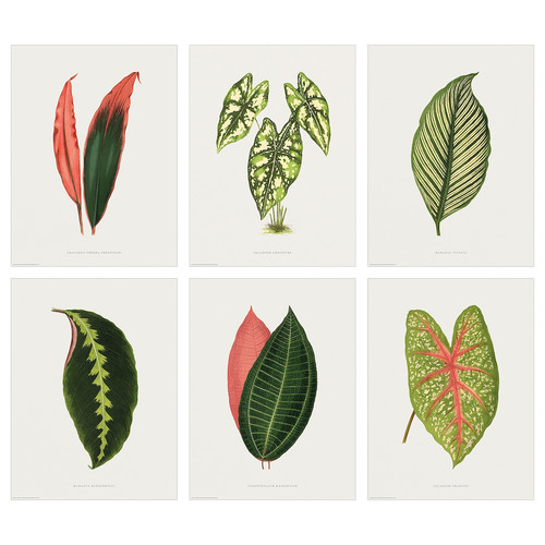 BILD Poster, collection of leaves, 30x40 cm, 6 pack