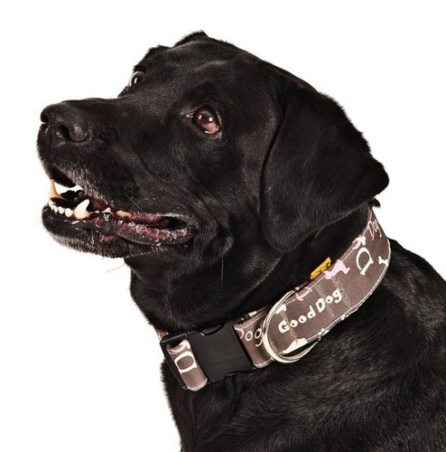 Dingo Adjustable Dog Collar America Nevada 2.0cm/45cm