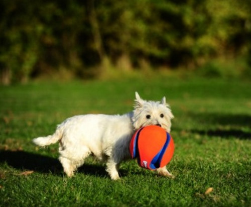 Chuckit! Kick Fetch Large Toy for Dogs