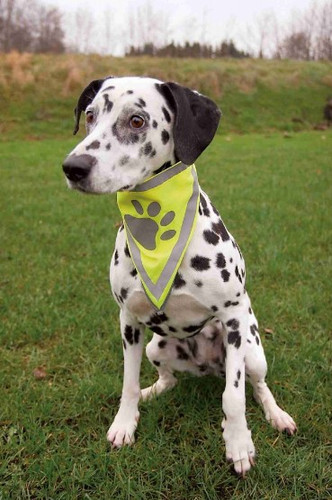 Safety Dog Bandana XS/S 22-28cm