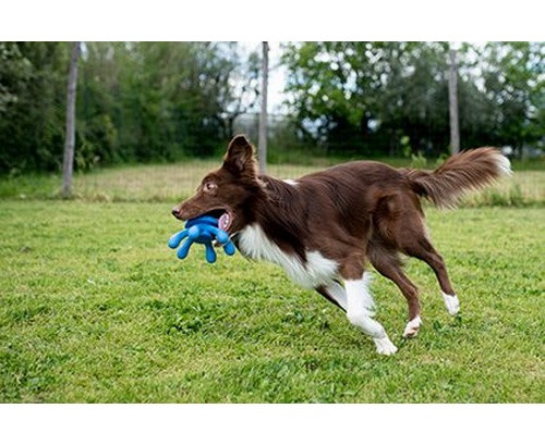 Kiwi Walker Let's Play Dog Toy Octopus Maxi, blue