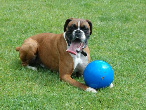 Boomer Dog Ball L - 8" / 20cm, blue