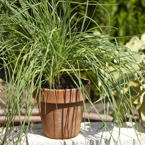 Plant Pot In/outdoor Laleh 35cm, terracotta