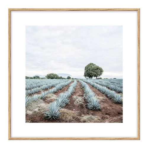 Picture Set Dried Plants & Succulents 30 x 30 cm 4-pack