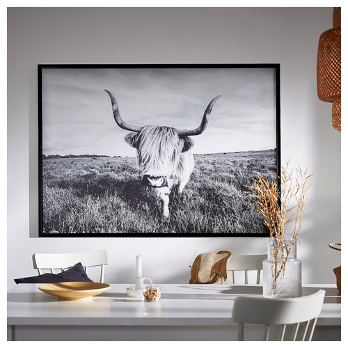 BJÖRKSTA Picture with frame, curious cow/black, 140x100 cm