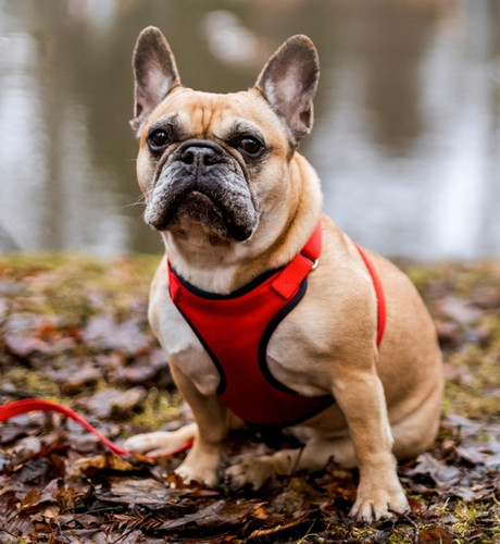 Dingo Anti-Pressure Dog Harness with Adjustment S, red