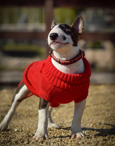 Zolux Dog Sweater Legend T30 30cm, red