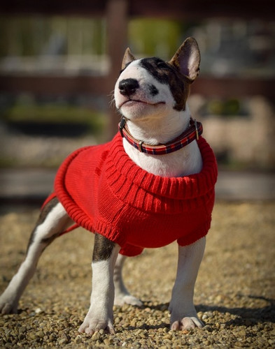 Zolux Dog Sweater Legend T35 35cm, red