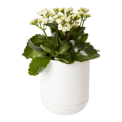 Plant Pot with Saucer GoodHome 12 cm, white