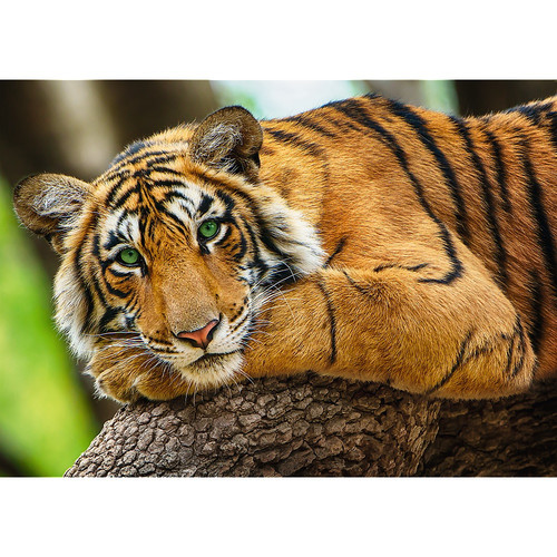 Trefl Jigsaw Puzzle Tiger 500pcs 6+