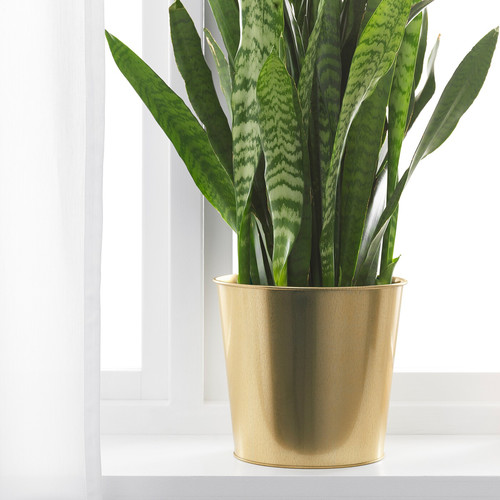 DAIDAI Plant pot, brass-colour, 19 cm