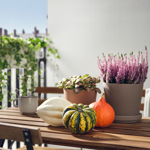 CUCURBITA Decoration pumpkin, assorted